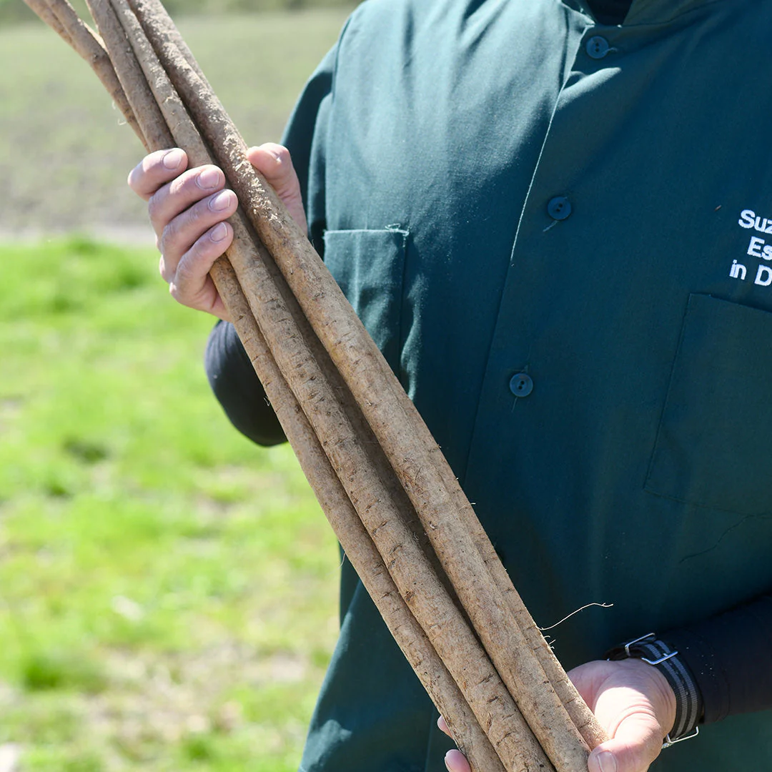 Gobo (Burdock Root) | From Our Suppliers | 1.0 lb - Image 3