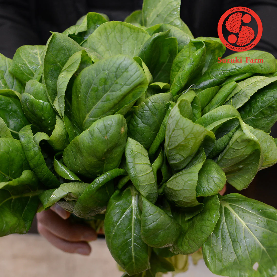 KOMATSUNA Leaves with flower buds | Suzuki Farm | 1 bunch - Image 3